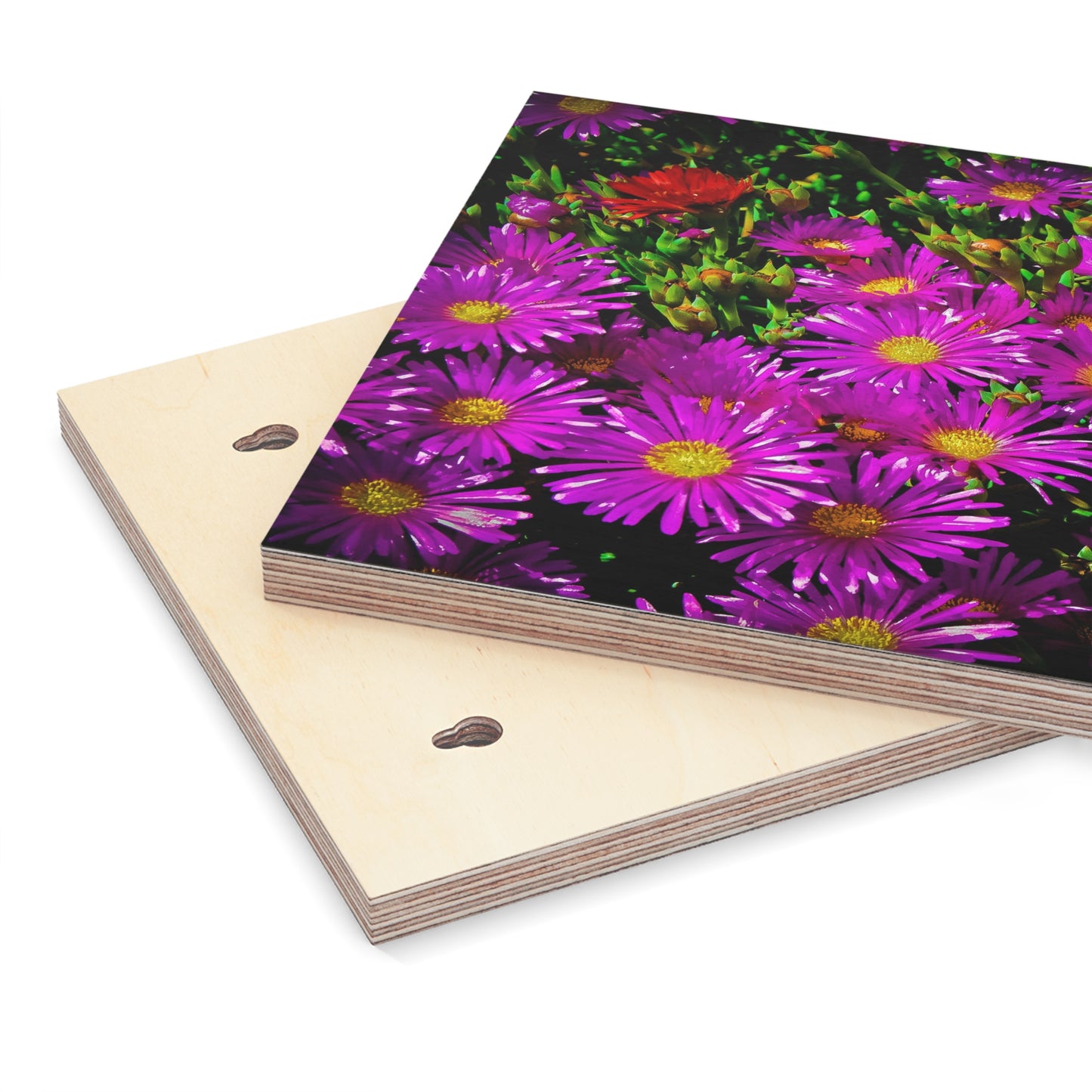 "Gardenia" (Wood Canvas)