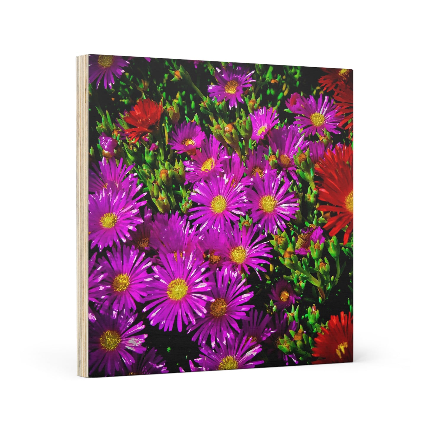 "Gardenia" (Wood Canvas)